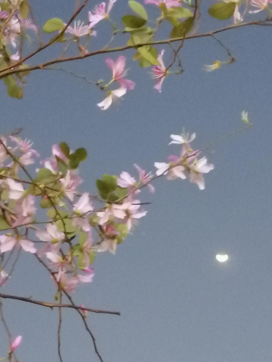 五律 晚芳 ／江冲（图2）