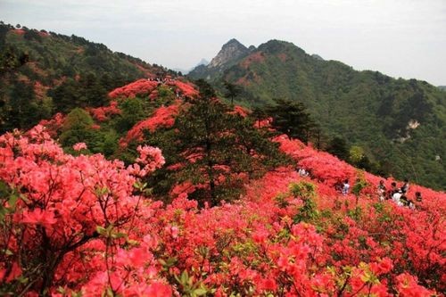 【潇湘文学社】潇湘听松诗社《嵌“菲”字入诗绝》(总318期)(图8)