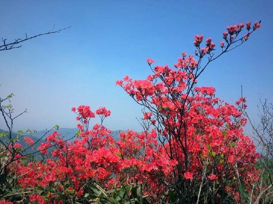 【潇湘文学社】潇湘听松诗社《嵌“菲”字入诗绝》(总318期)(图13)
