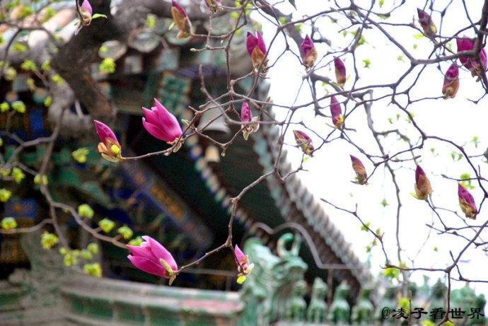 【都市头条向幸福出发编辑部】第1086期《题杭州法喜寺古玉兰花》作者李章海（图2）