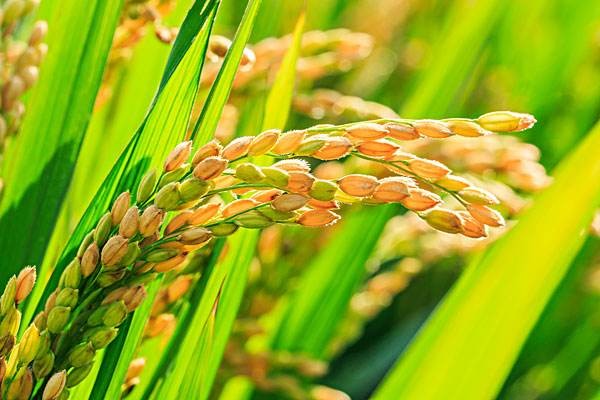 *这个春天充满爱*文/雁过留声（江苏）【冰心文化传媒】（图5）