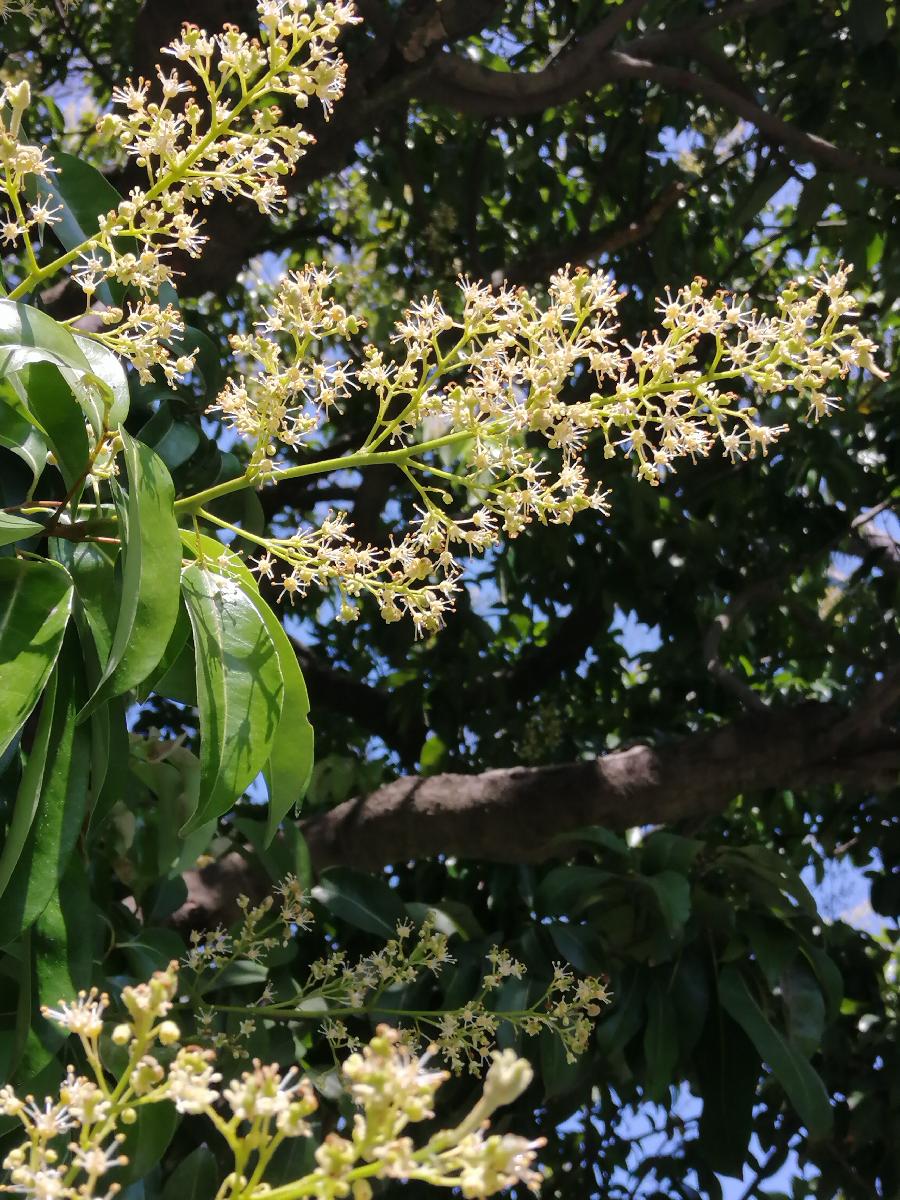 五律 荔花（新韵）文／江冲
