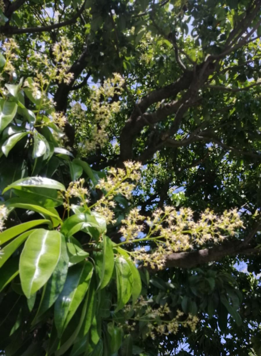 五律 荔花（新韵）文／江冲（图2）
