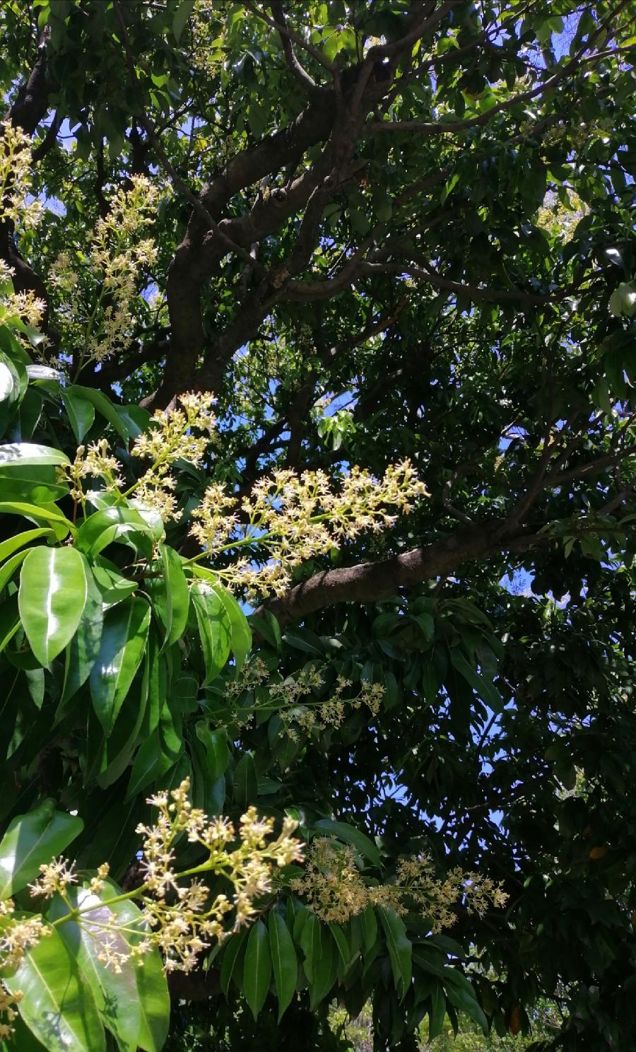 五律 荔花（新韵）文／江冲（图5）