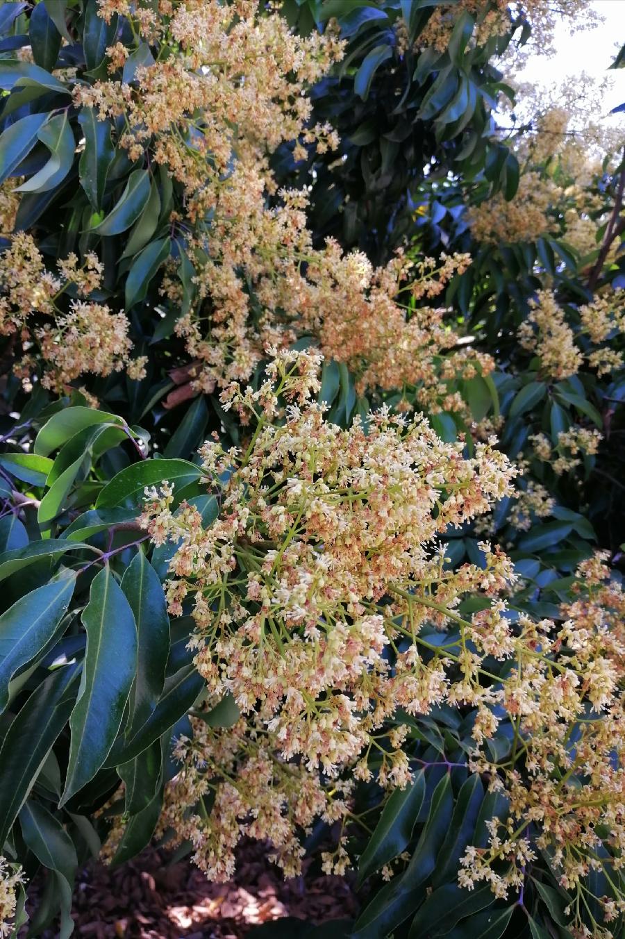 五律 荔花（新韵）文／江冲（图4）