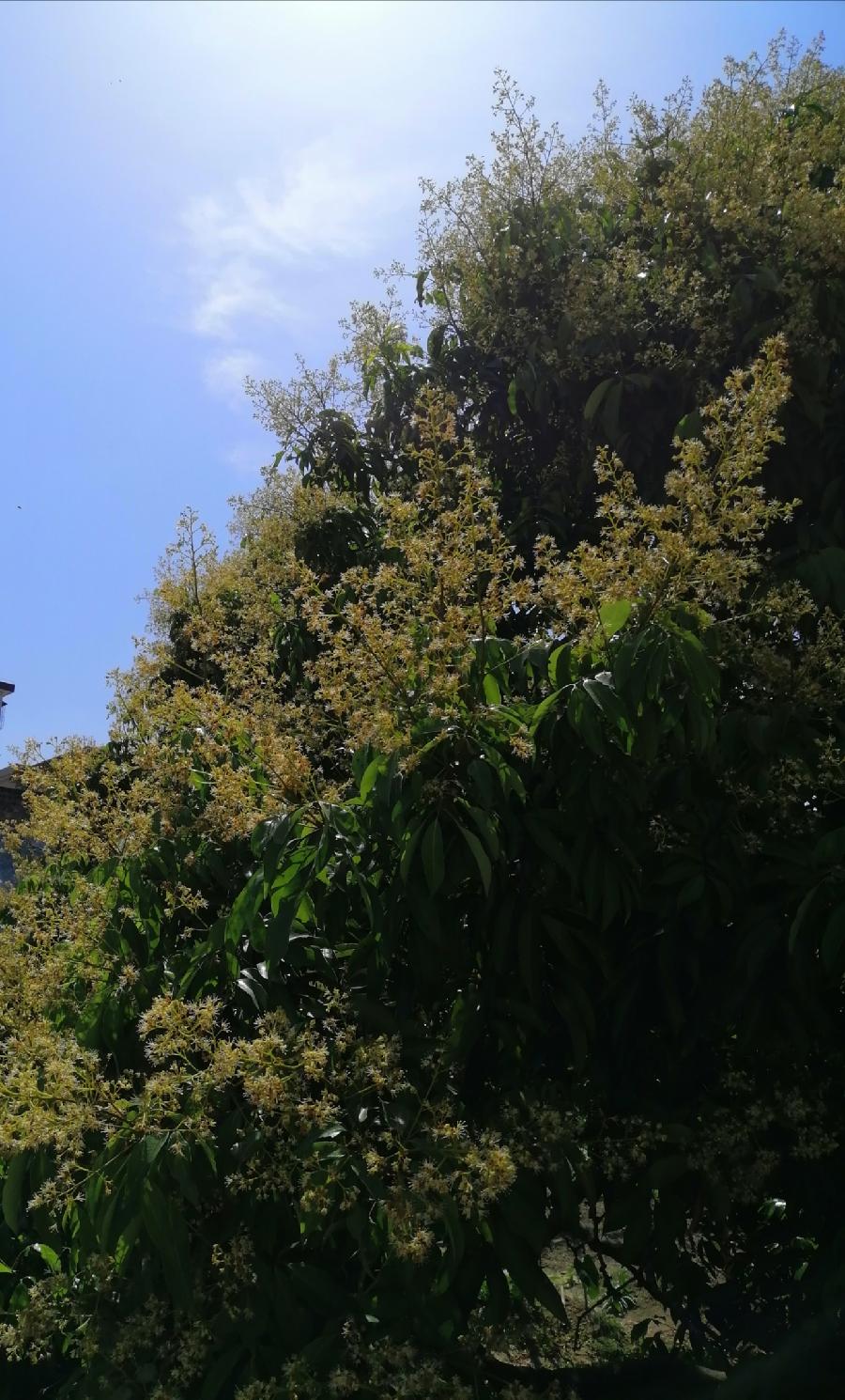 五律 荔花（新韵）文／江冲（图7）