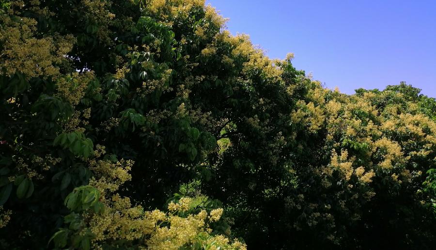 五律 荔花（新韵）文／江冲（图8）