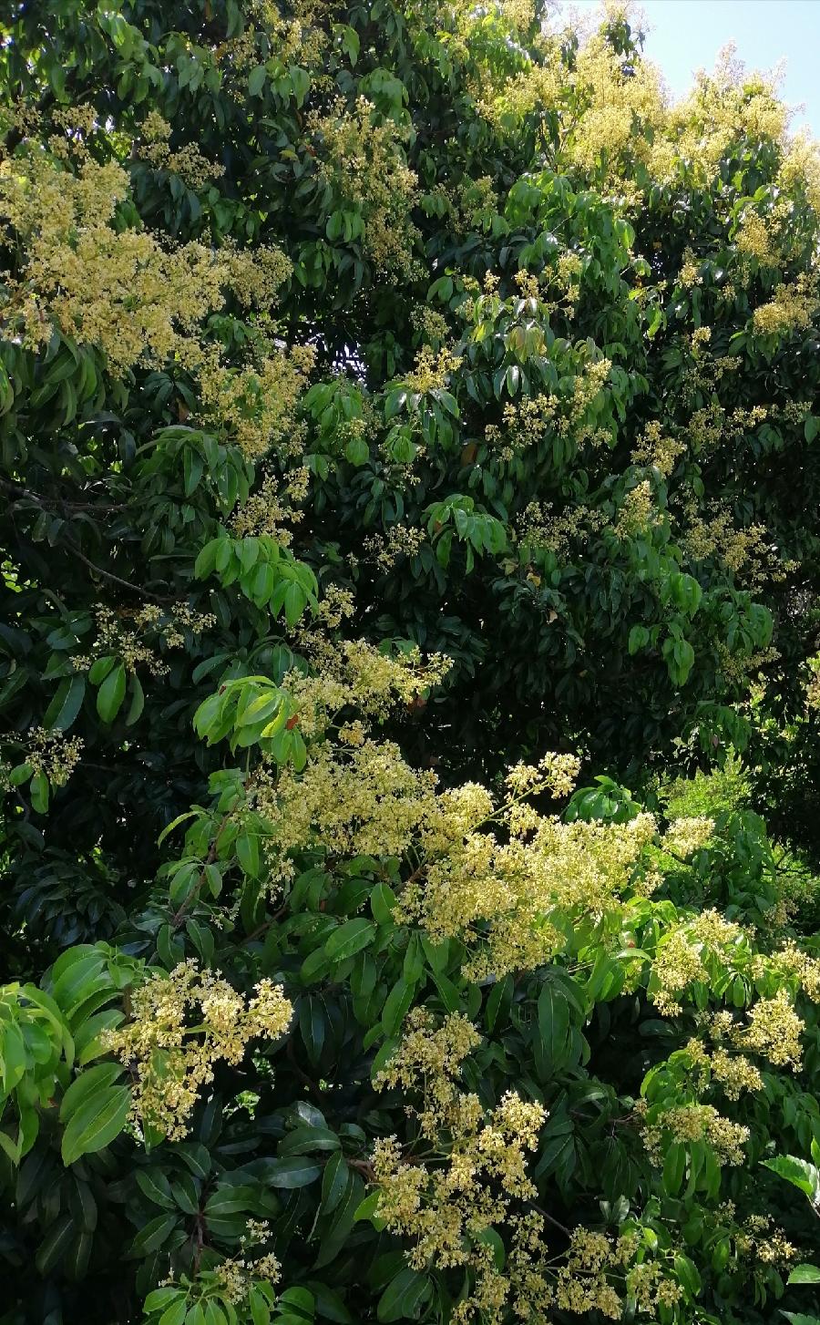 五律 荔花（新韵）文／江冲（图9）