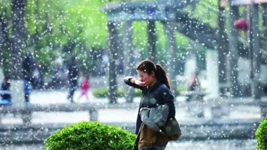 【新山东文学社】《问絮》作者/子兰 主播/清风（图5）