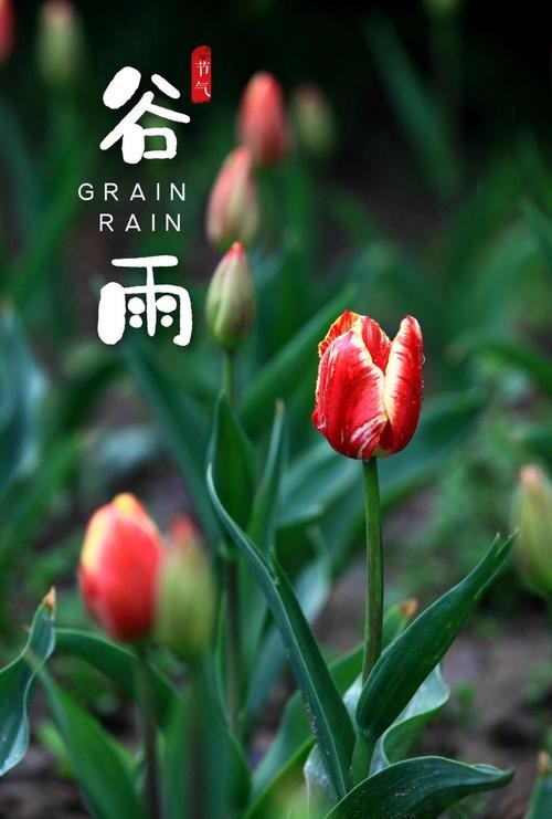 【九江文学社:北京头条】《谷雨专刊》(图23)