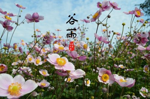 【九江文学社:北京头条】《谷雨专刊》(图25)