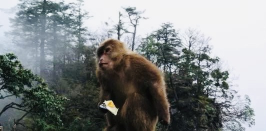 【英国文学】精品游记(四)《峨眉行》作者|涂雪夫(中国四川)、荐稿|邓瑛(德国)(图4)