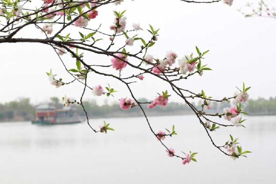 风雅诗社·第十七期·格律篇（图3）