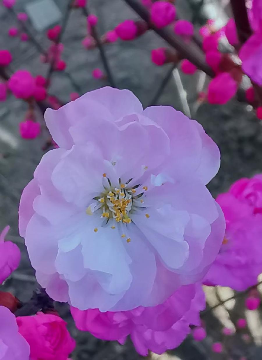 点墨春意浓【邓中华诗词集】十二(春之韵)(图11)