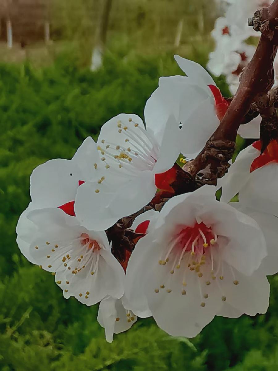 点墨春意浓【邓中华诗词集】十二(春之韵)(图22)