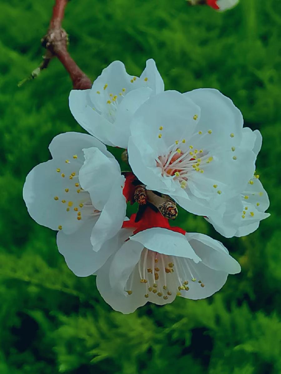 点墨春意浓【邓中华诗词集】十二(春之韵)(图21)