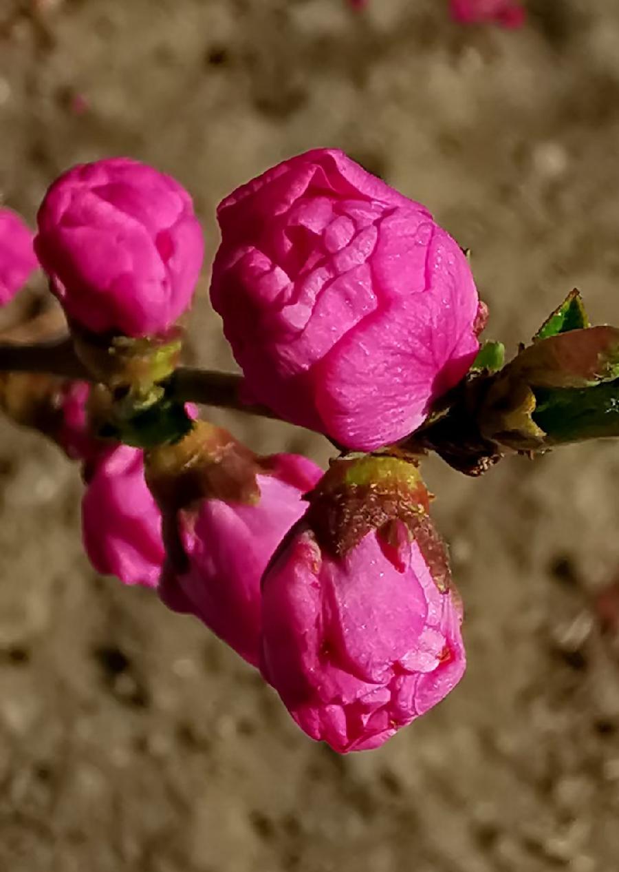 点墨春意浓【邓中华诗词集】十二(春之韵)(图32)