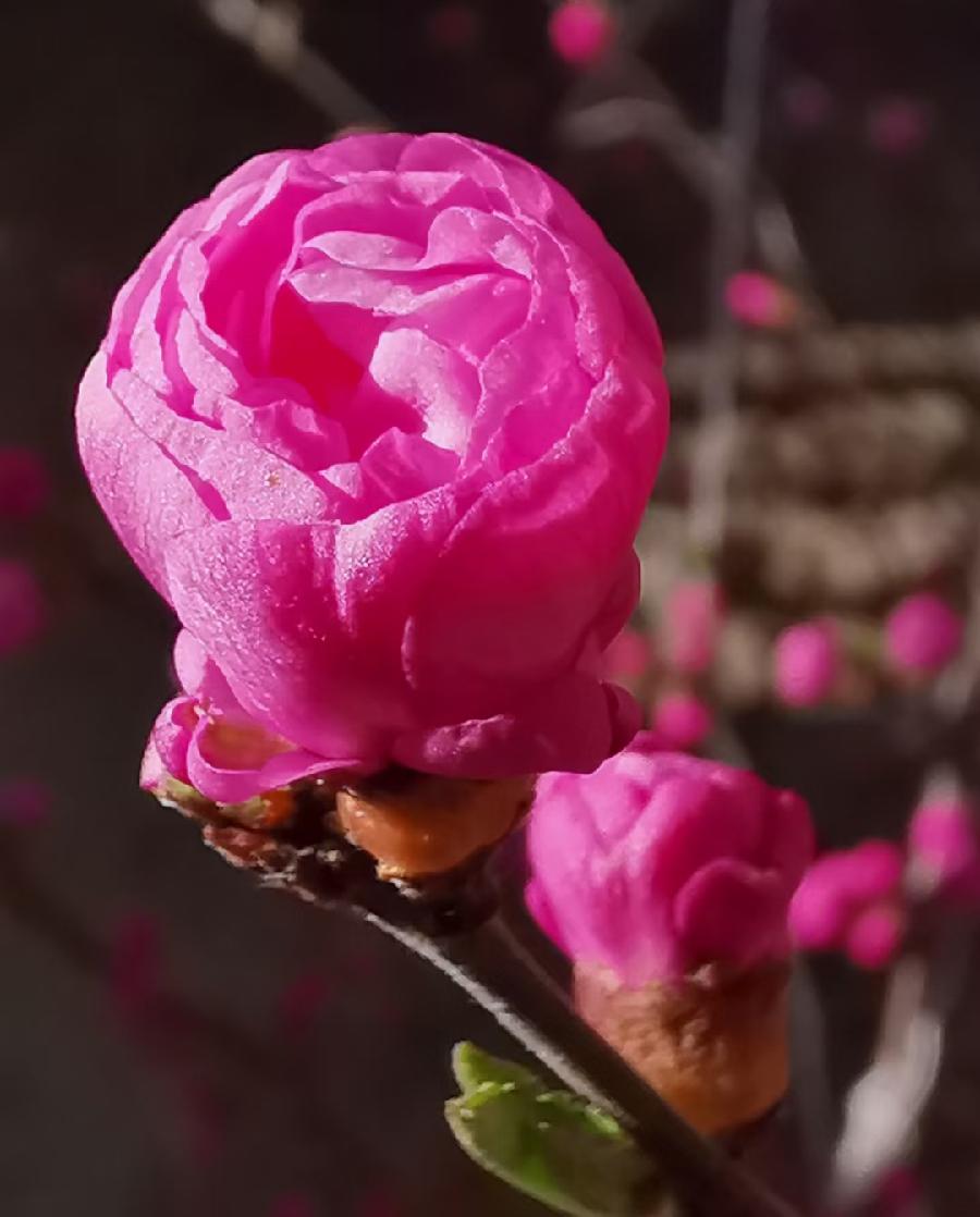 点墨春意浓【邓中华诗词集】十二(春之韵)(图37)