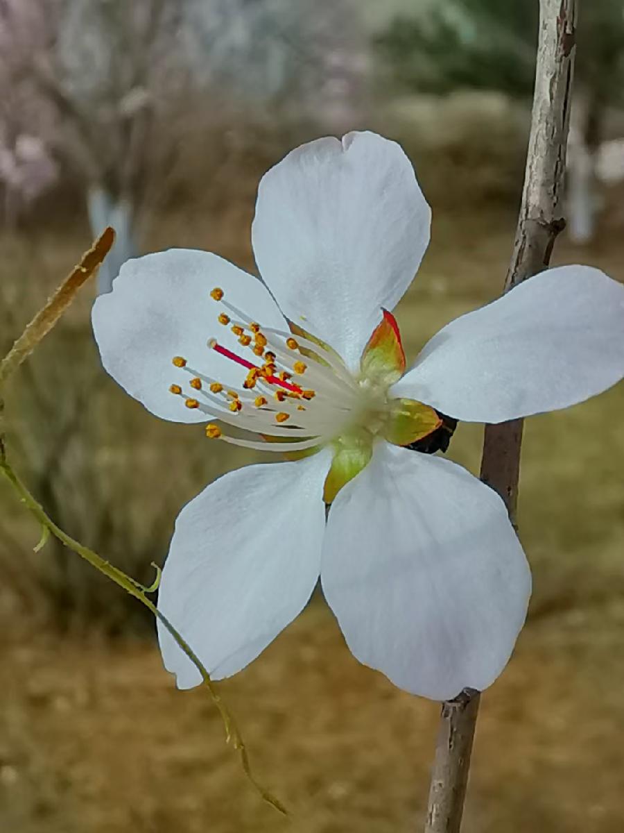 点墨春意浓【邓中华诗词集】十二(春之韵)(图55)