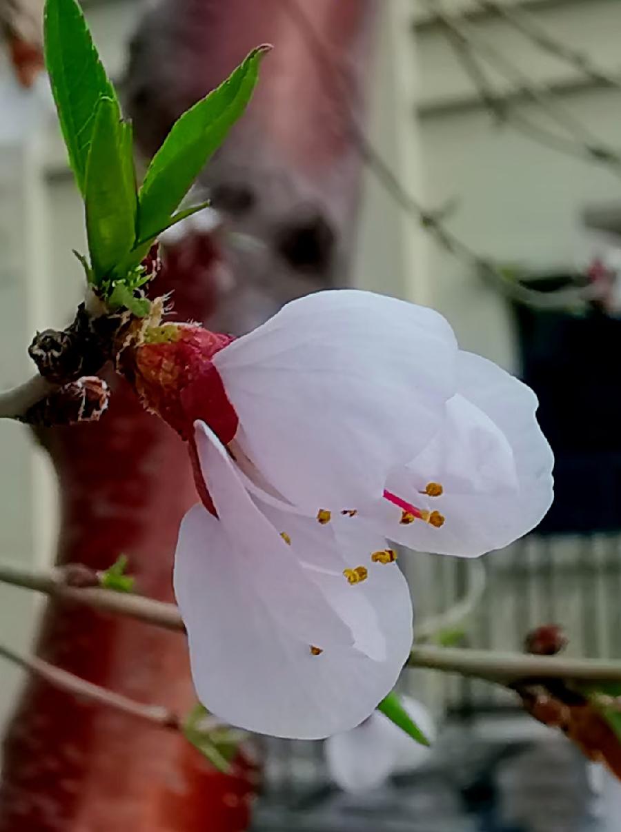 点墨春意浓【邓中华诗词集】十二(春之韵)(图58)