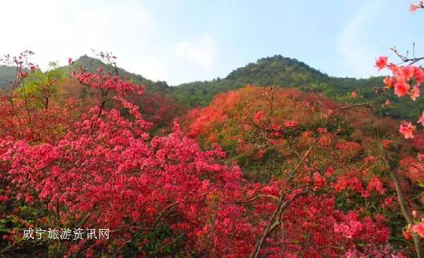 《相见欢·大幕山杜鹃花》（外九首）作者：钱远福（图2）