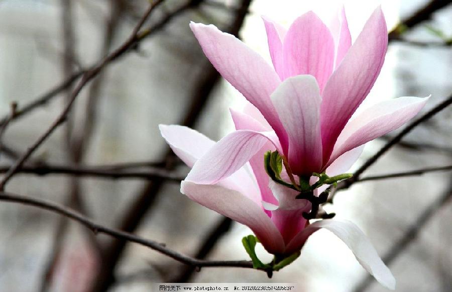 《花朝清韵》第三十五期《最美四月天》(图2)