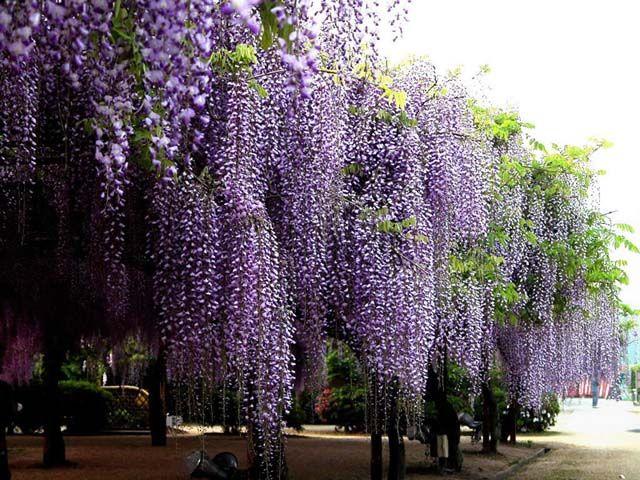《花朝清韵》第三十五期《最美四月天》(图6)