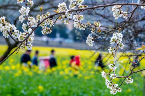【新山东文学社】《开花的地方是家乡》作者/农夫 主播/含笑原野（图3）