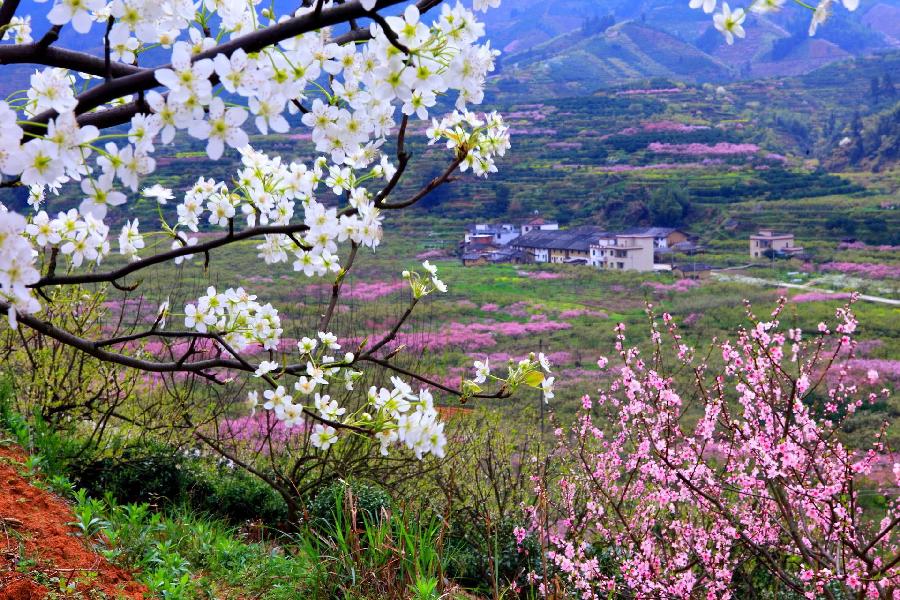 【新山东文学社】《开花的地方是家乡》作者/农夫 主播/含笑原野（图5）