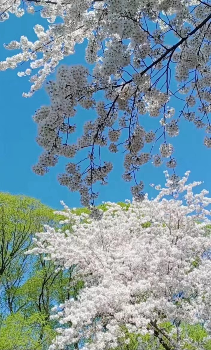 【雅诗总会】精品★运河岸边的诗意‖作者:张守军&诵读:小雪（图2）