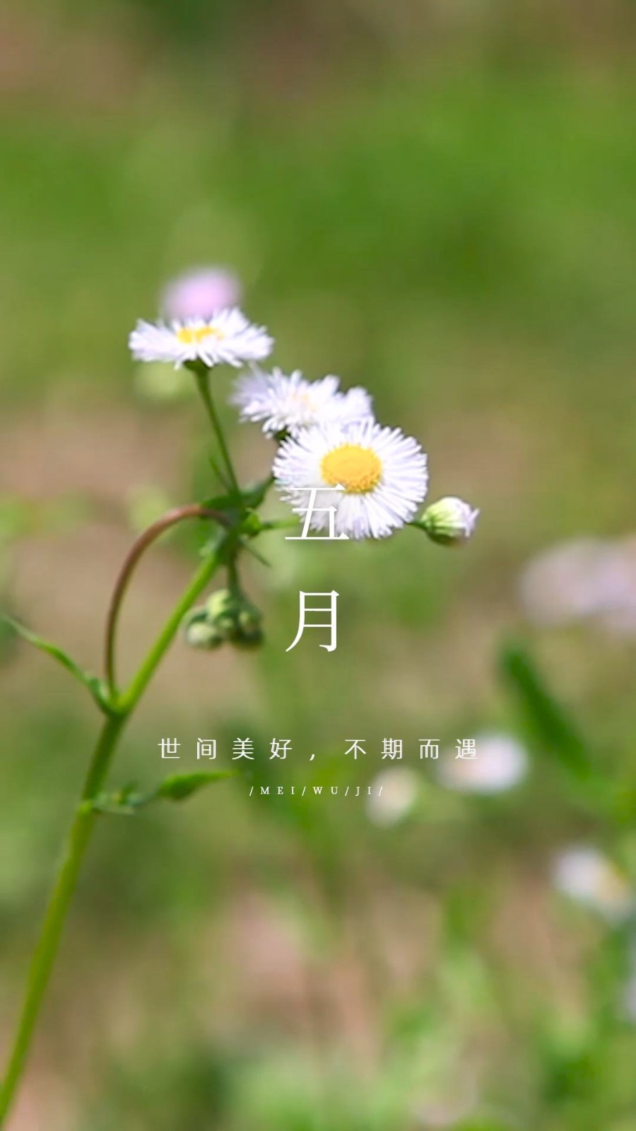 【枫雅汇看图约诗】诗人陈江《132期》（五月）（图5）