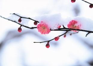 【九江文学社：有声文学】《恒伊吹出了梅花三弄的千古幽怨》文/梦在远方 诵读/凤凰之歌（图4）