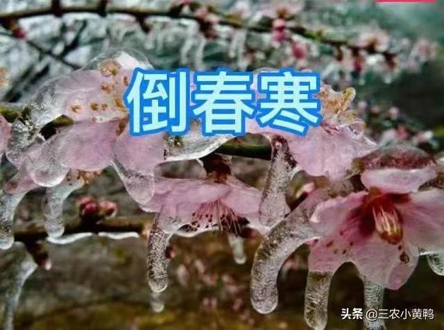 卜算子-谷雨A股倒春寒何惧* 文/冯志清(上海)【冰心文化传媒】(图4)