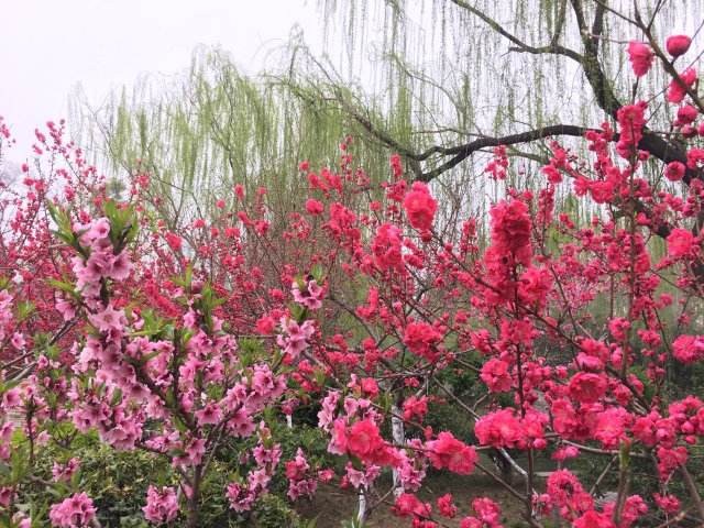 〔诗词小辑〕作者:王新华（河北）【冰心文化传媒】（图4）