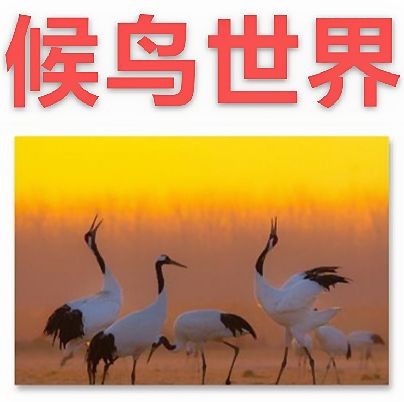 【精英专刊】【九江文学社：北京头条】《候鸟世界图文系列》作者/清泉（图2）