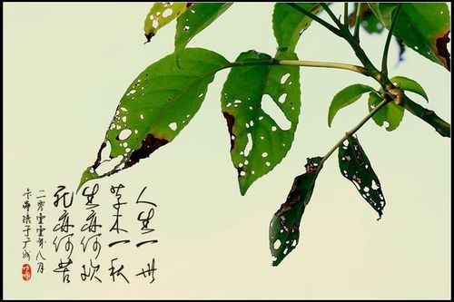【经典推荐】刘考令//七言律诗“处事”｛六首｝（图4）