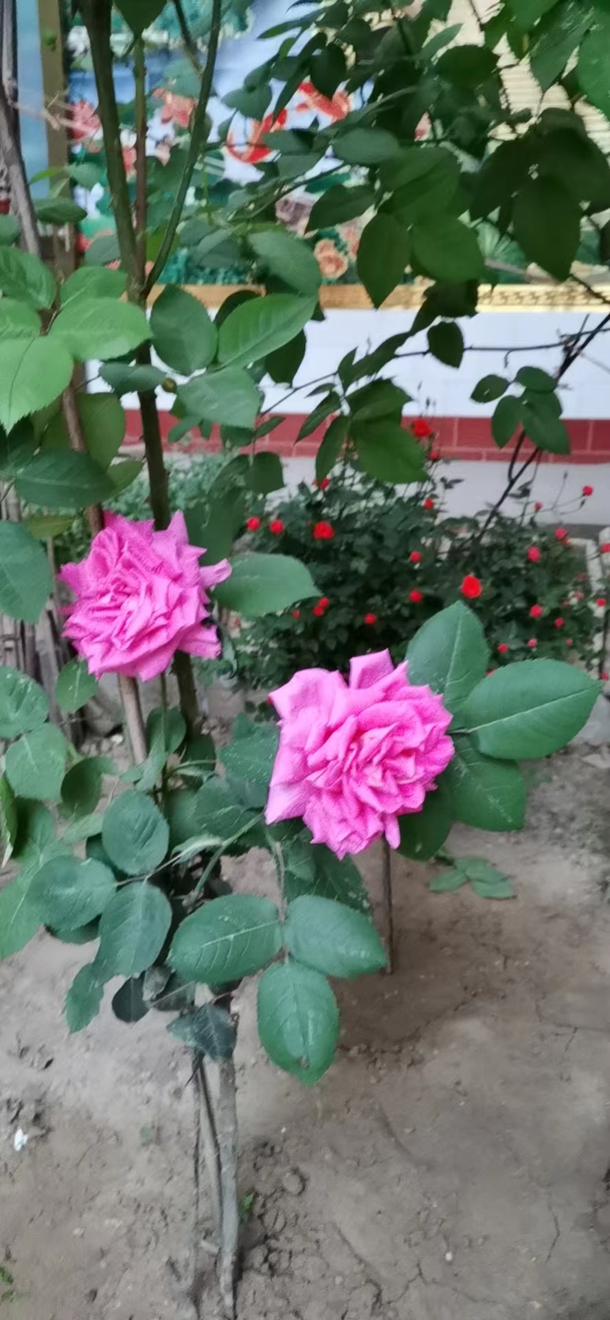 雨生百谷（图2）