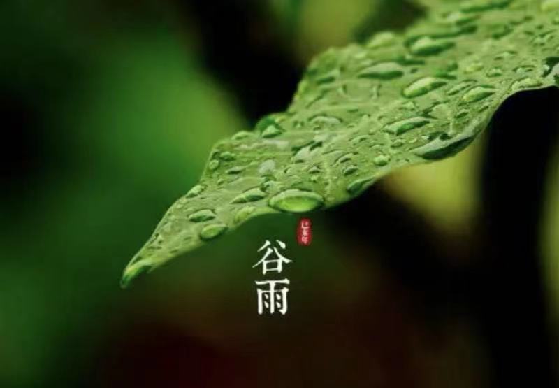 谷雨吟Ⅱ文图/吕锦芳（图2）