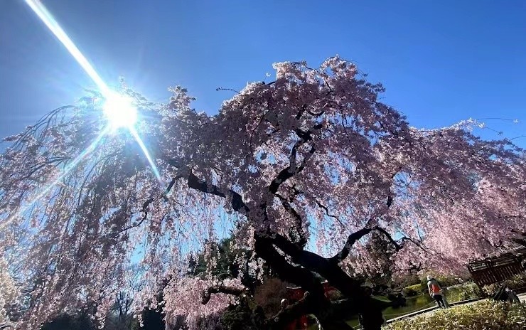 *草 原* 『梁 祝』 *趣 谈* 唐風（纽约）【冰心文化传媒】（图3）