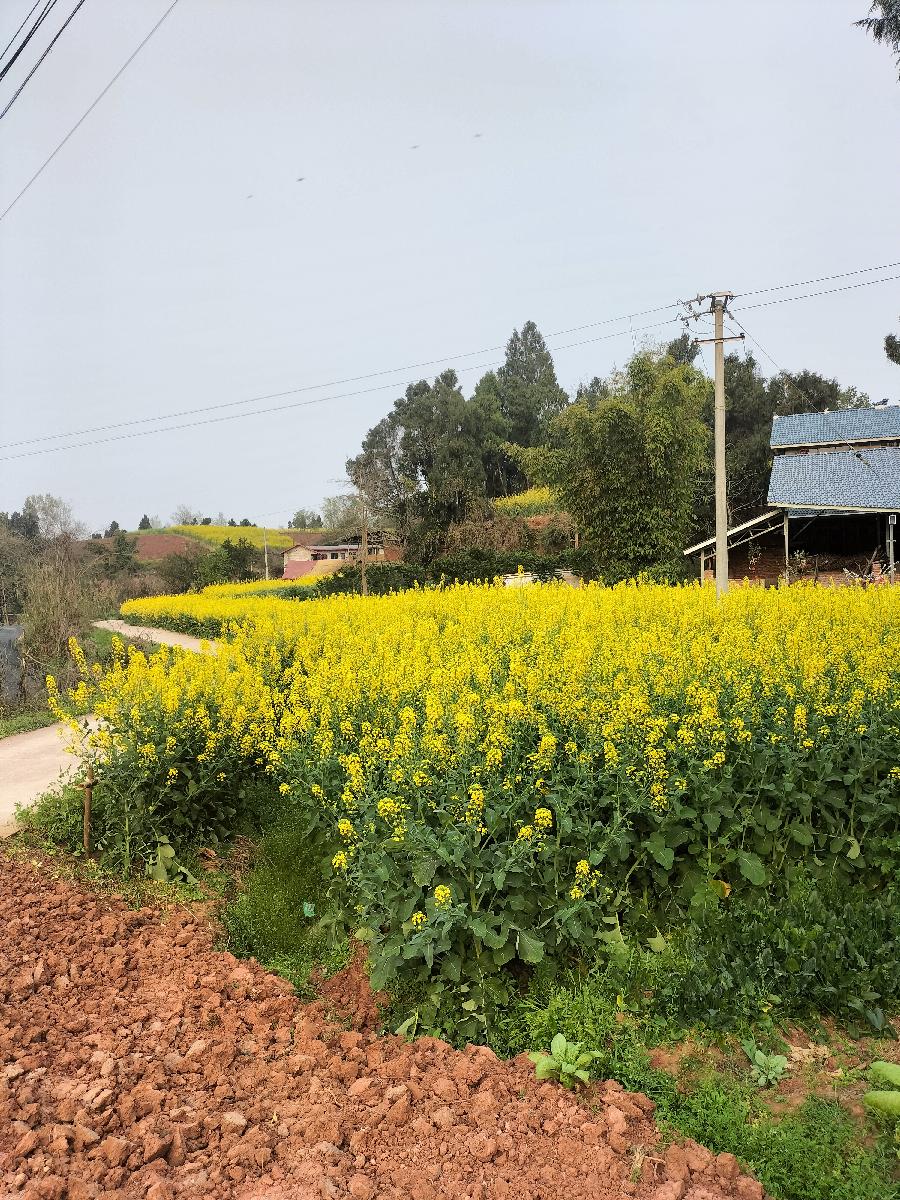 拽住春天的尾巴(图6)