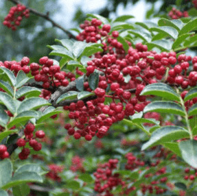 【纪实散文】孟益沟是个好地方:文/吴宪康(陕西韩城)(图7)