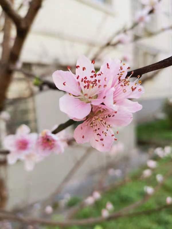 《梦境花开》橙石(图26)
