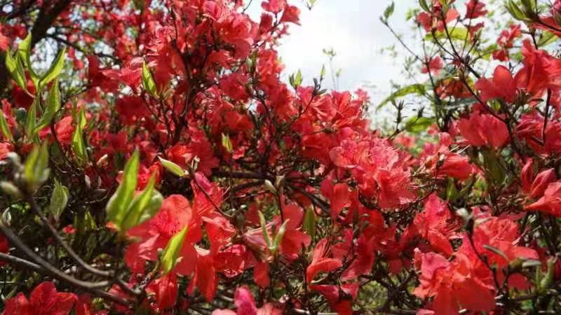 《大幕山赏杜鹃花》（外二首）作者：涂安行（图2）