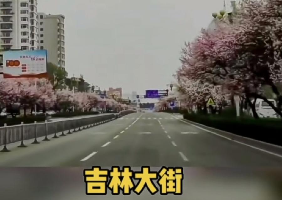 醉在春光里 作者孙秀兰雪松
