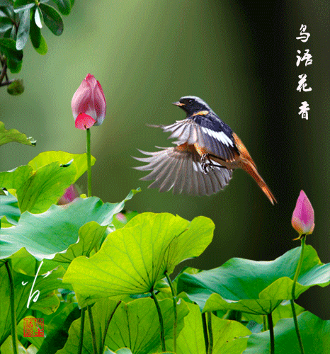 【潇湘文学社】潇湘风荷联社《对句练习》(总323期)(图6)