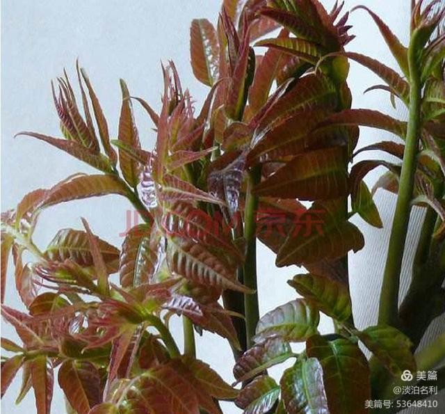 七律四首《香椿吟》作者 王仲飞（北京）【冰心文化传媒】（图5）
