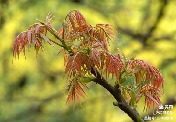 七律四首《香椿吟》作者 王仲飞（北京）【冰心文化传媒】（图3）