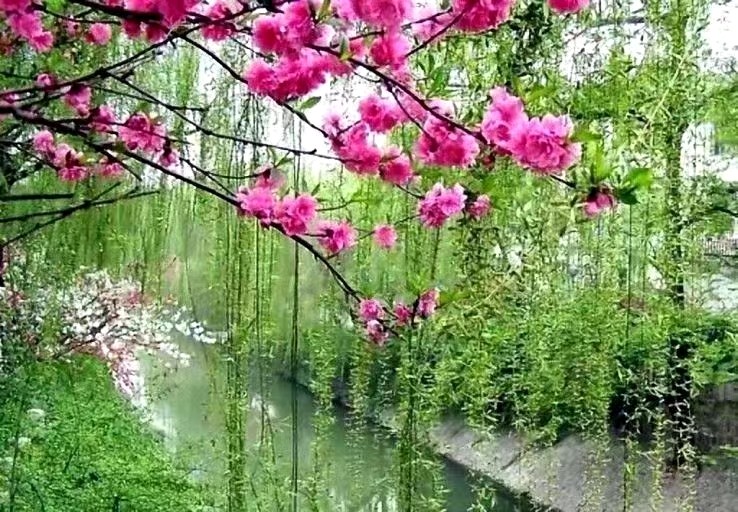 [北京头条]诗人野草老师的长篇散文美作/春回首，谷雨梦别三春怨，主播/天乐