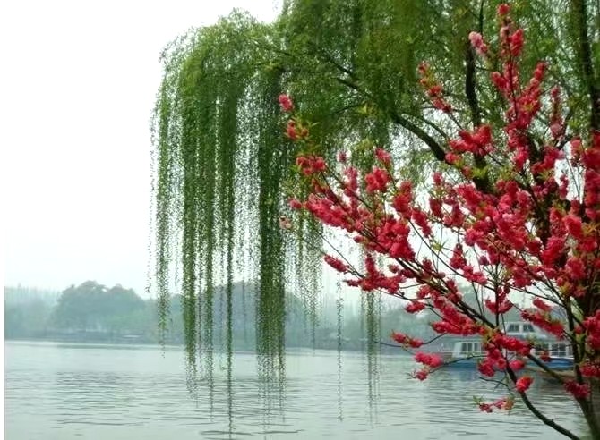 [北京头条]诗人野草老师的长篇散文美作/春回首，谷雨梦别三春怨，主播/天乐（图4）