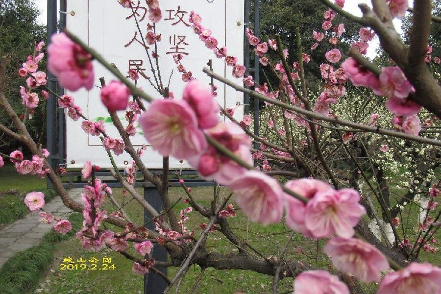 蔡典明(安徽)*戚家山过虎年*【冰心文化传媒】制作 冰心(图19)